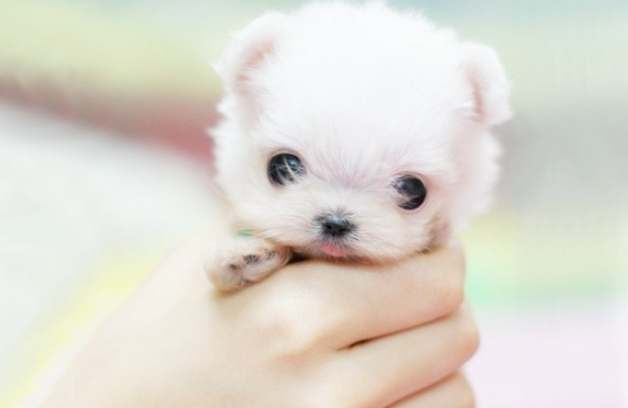 台灣茶杯犬價格