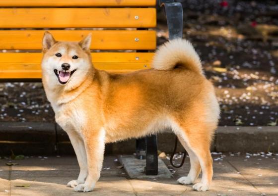 柴犬飼養 柴犬飼養
