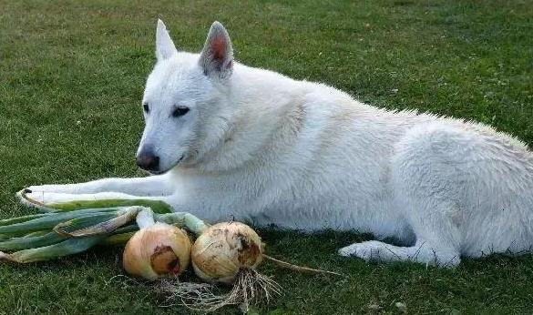 芋头对狗的好处