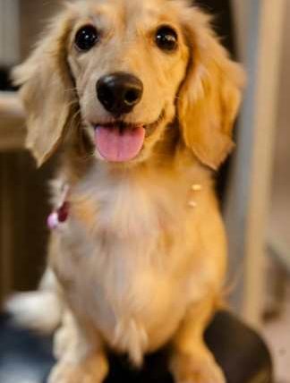 迷你長毛臘腸狗