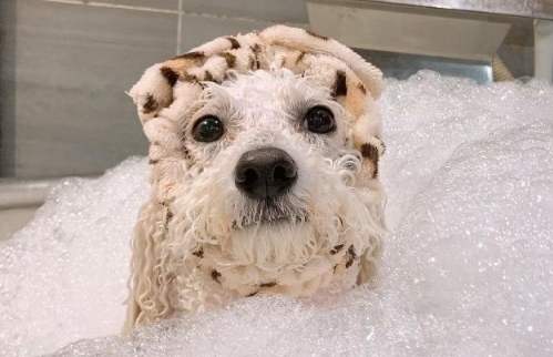 貴賓狗洗澡步驟 貴賓狗洗澡步驟