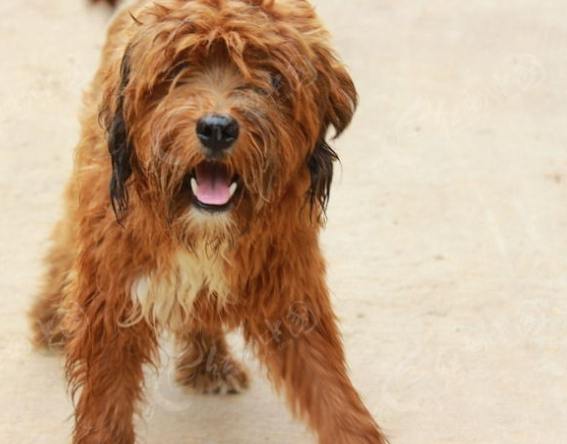 卷毛犬飼養指南