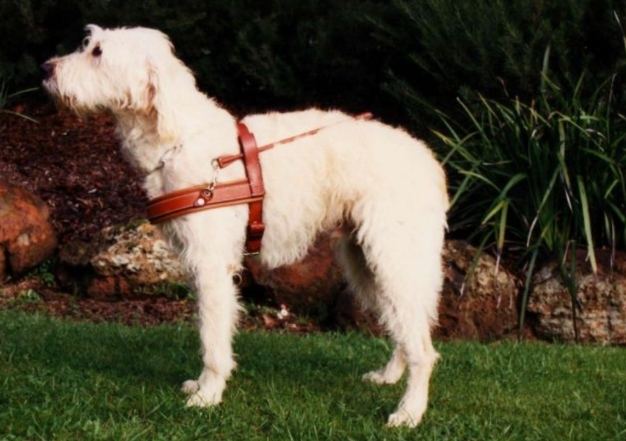 拉布拉多貴賓狗飼養