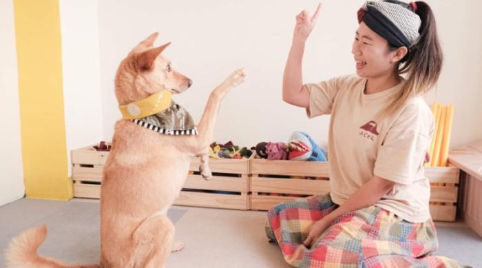 狗狗照顧 狗狗照顧