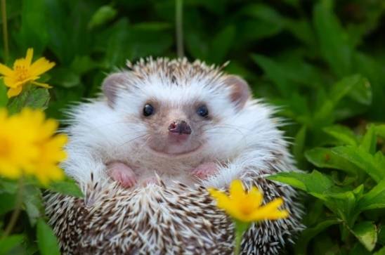 飼養刺猬 飼養刺猬