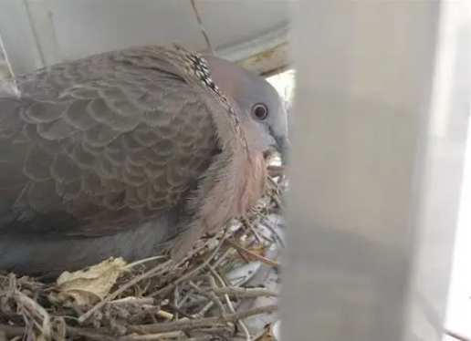 斑鳩生蛋前照顧