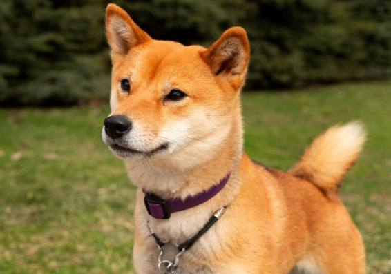 柴犬飼養優勢 柴犬飼養優勢
