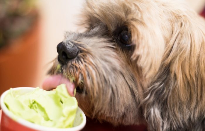 狗零食安全 狗零食安全