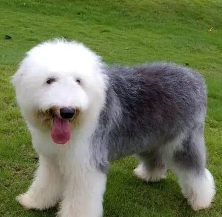 古代牧羊犬智商