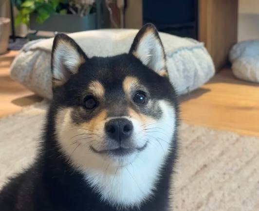 柴犬飼養成本 柴犬飼養成本