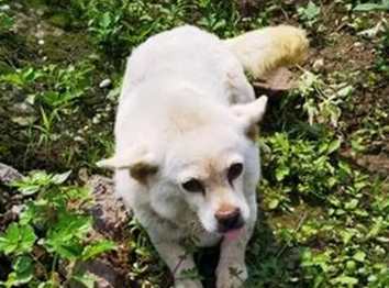 狗狗心絲蟲症狀 狗狗心絲蟲症狀