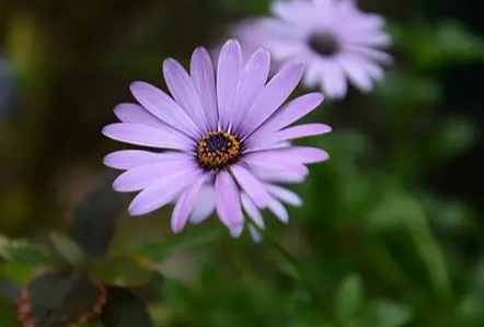 紫色小雛菊花語