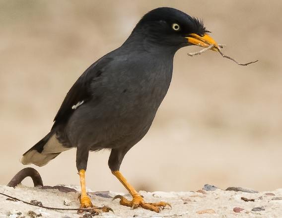 八哥鳥平均壽命 八哥鳥平均壽命