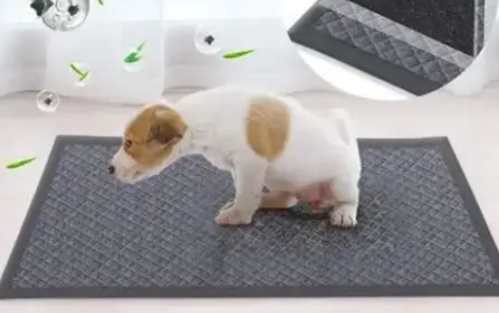 狗尿墊用法