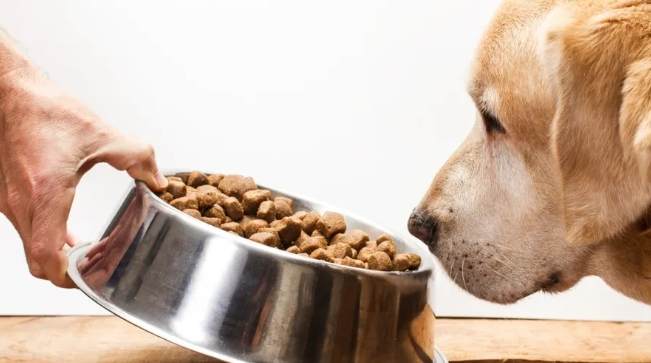 狗狗食量計算方法 狗狗食量計算方法