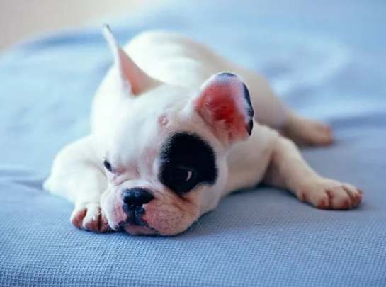 狗拉稀帶血原因 狗拉稀帶血原因