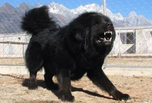 藏獒性格 藏獒性格