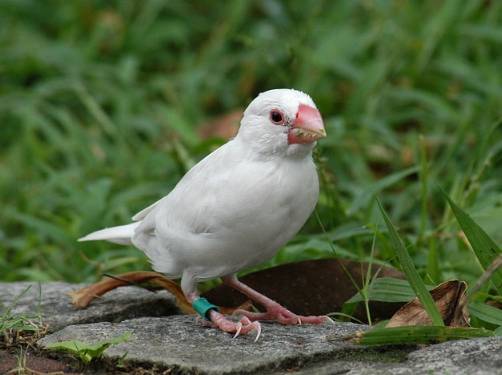 鳥類智商測試 鳥類智商測試