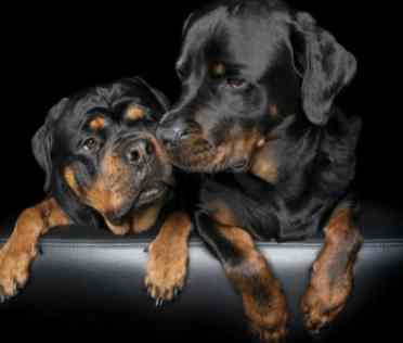 羅威納犬攻擊預防 羅威納犬攻擊預防