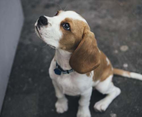 洋蔥對狗有毒 洋蔥對狗有毒