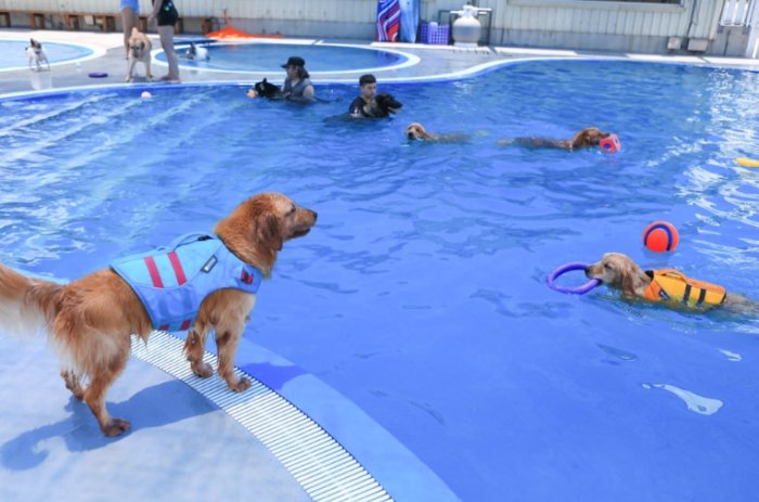 桃園狗狗游泳池