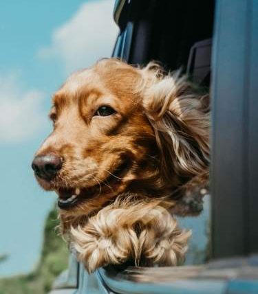 鄰居狗一直叫可以報警嗎