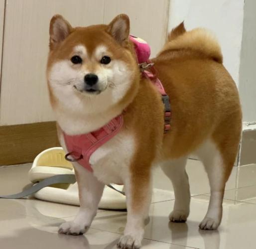 柴犬常見疾病 柴犬常見疾病