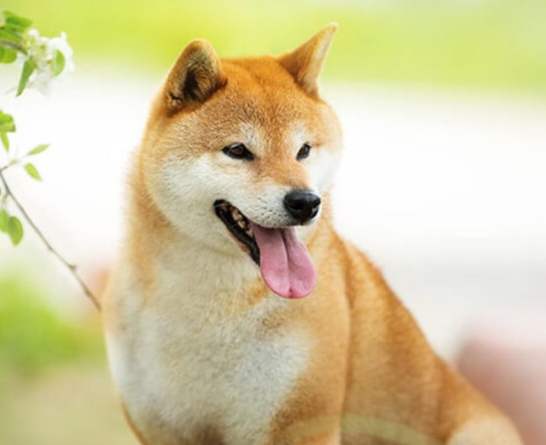 柴犬飲食指南 柴犬飲食指南