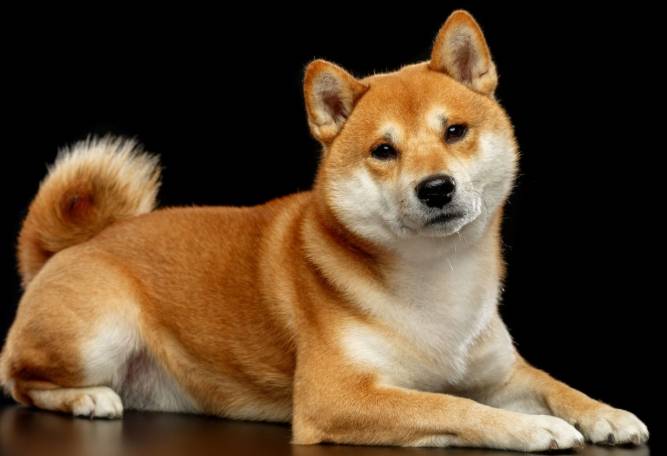 柴犬種類 柴犬種類