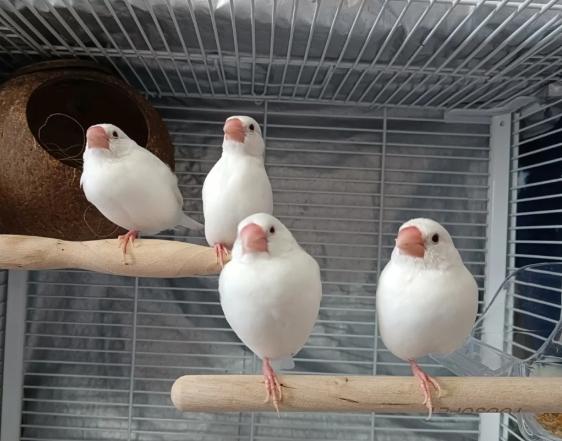 文鳥吹冷氣 文鳥吹冷氣