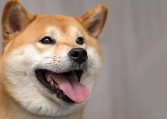 柴犬規矩 柴犬規矩