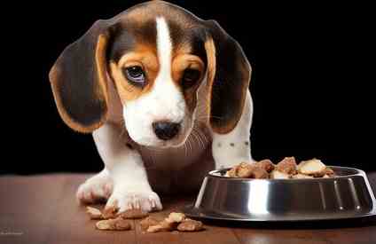 幼犬 飲食 禁忌 幼犬 飲食 禁忌