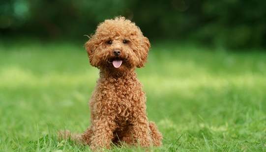 貴賓狗洗澡步驟 貴賓狗洗澡步驟