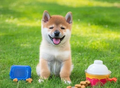 柴犬飼養成本 柴犬飼養成本