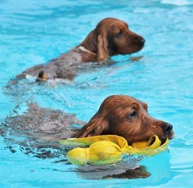 水獵犬介紹 水獵犬介紹