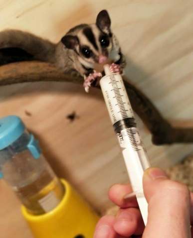 蜜袋鼯飲食 蜜袋鼯飲食