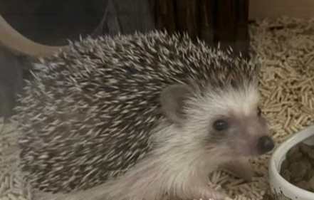 寵物刺蝟開銷 寵物刺蝟開銷