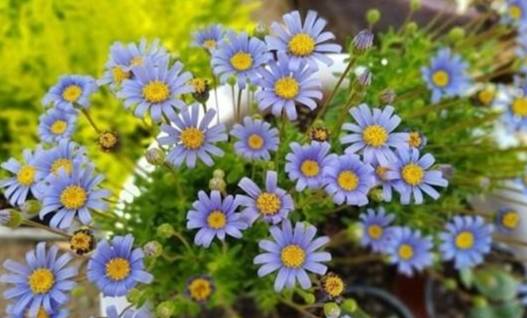 藍色小雛菊花語