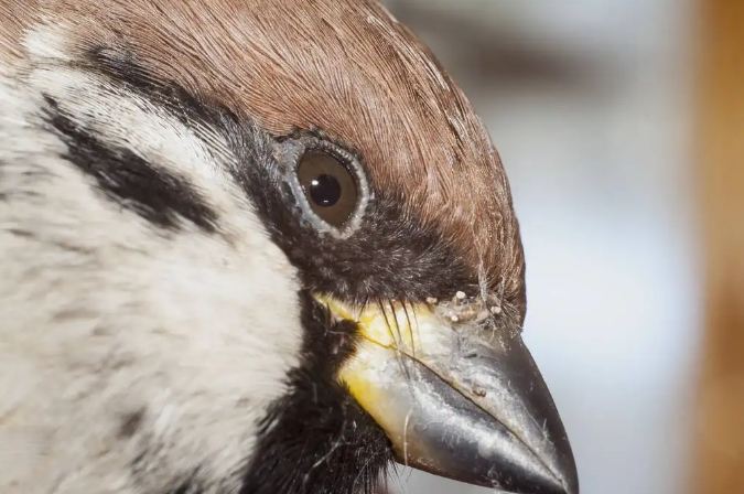 麻雀幼鳥照顧指南