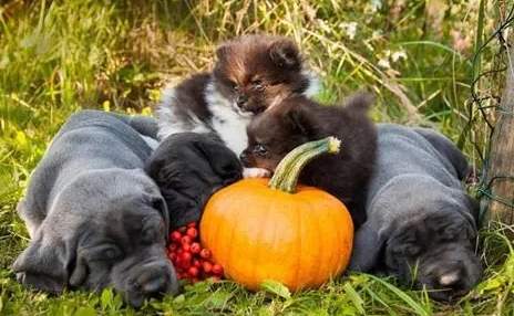 南瓜泥對狗狗好處