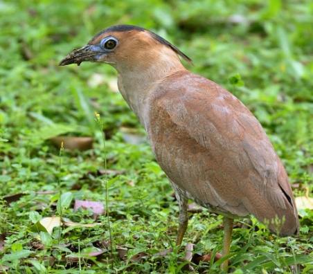 黑冠麻鷺 保護 黑冠麻鷺 保護