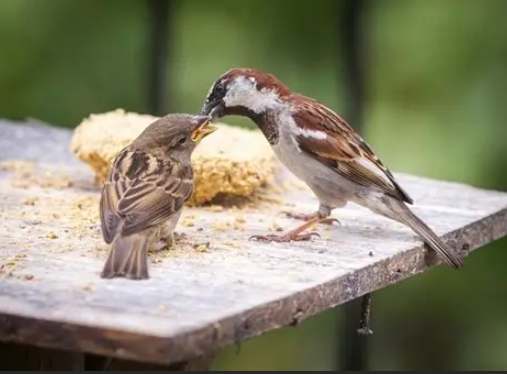 麻雀象徵意義 麻雀象徵意義