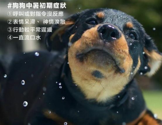 狗狗中暑後遺症