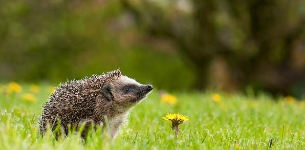寵物刺蝟 寵物刺蝟