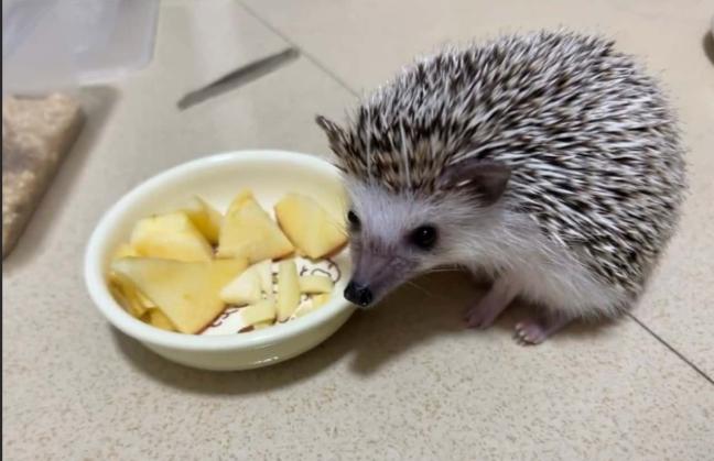 延長刺蝟壽命方法