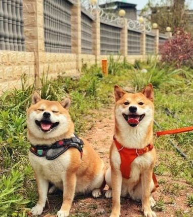 狗狗熱衰竭後遺症