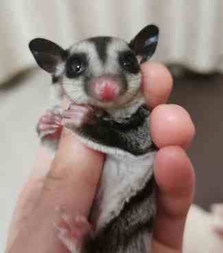 蜜袋鼯香蕉 蜜袋鼯香蕉