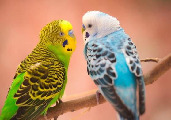 虎皮鸚鵡蛋問題 虎皮鸚鵡蛋問題