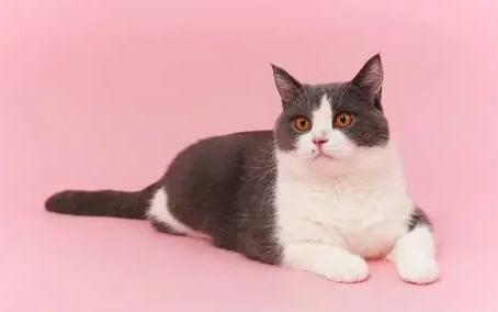 貓洗澡癲癇症狀 貓洗澡癲癇症狀