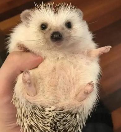 非洲迷你刺蝟壽命